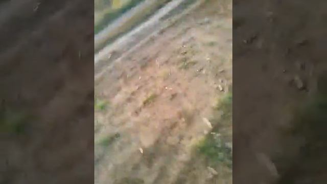 злые осы смотреть онлайн