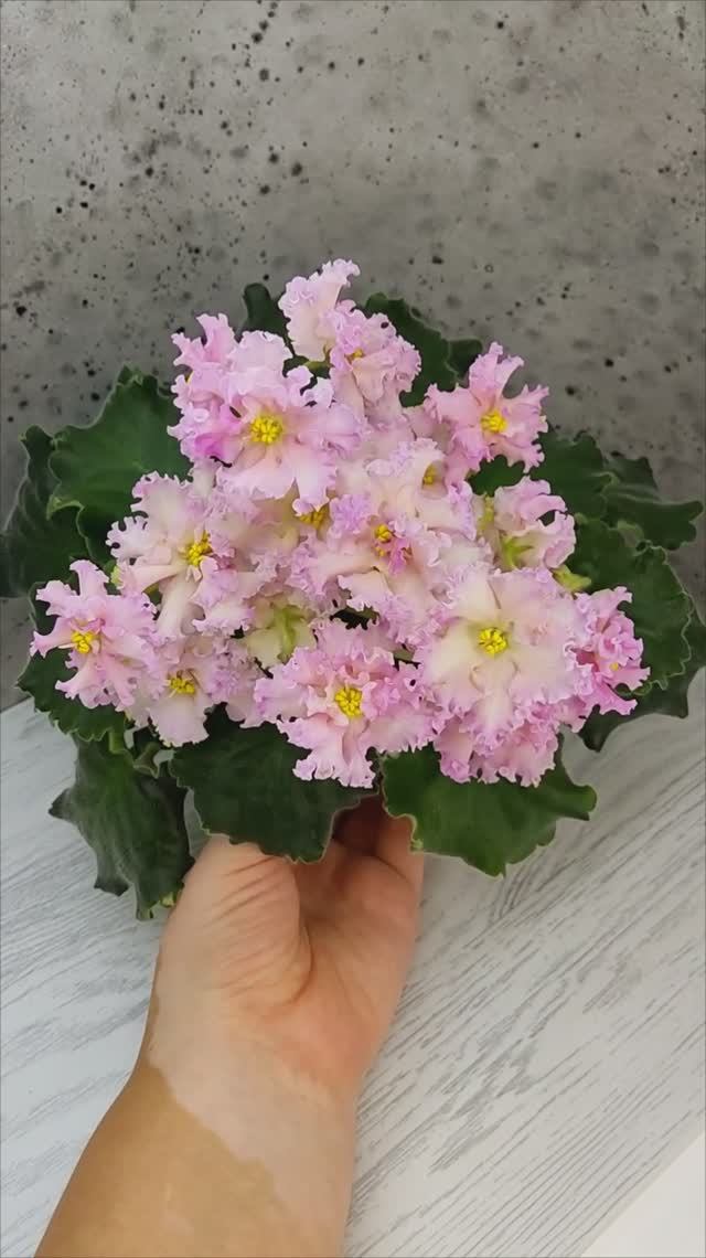 Фиалка ЕК-Линжери