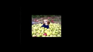 топ 10 собак с яблоком