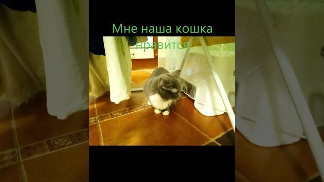 Моя любимая Кошка Афоня
