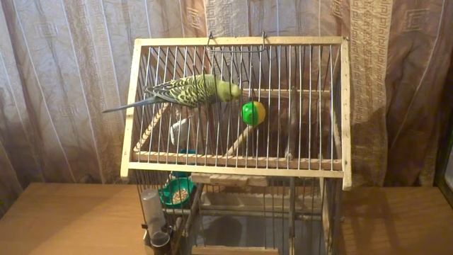 Попугай Роман Аркадьевич - Игры - Жёлто-зелёный шар 2 смотреть онлайн