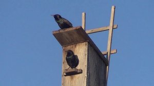 Скворцы  -    вестники весны