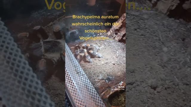 Brachypelma smithi... смотреть онлайн