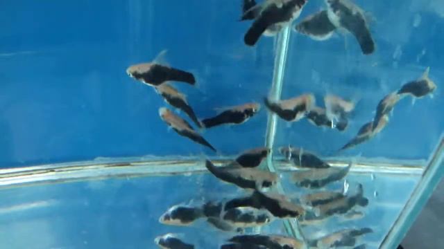 Меченосцы 1-2см , Флаг , Токседо на серой фоновой . смотреть онлайн