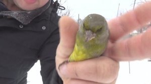 Ловля певчих птиц. ЩЕГЛЫ ЧИЖ И ЗЕЛЕНУХА( КАК ОПРЕДЕЛИТЬ ПОЛ У ВЬЮРКОВЫХ)