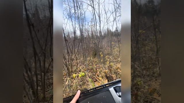 Огромный секач-Монстр. Охота на секача, волчью смерть и Грозу волчьих стай. смотреть онлайн