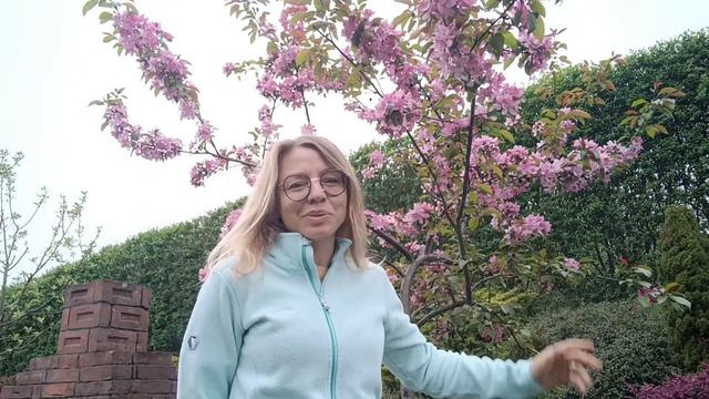 Jabłoń ozdobna, rajska OLA, Rajskie jabłuszko - różowe kwiaty💓 смотреть онлайн