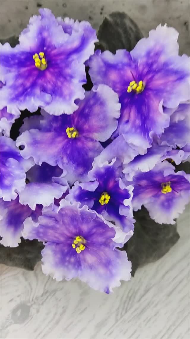 Фиалка Dn-Огни Бродвея