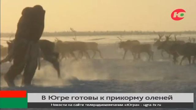 Все 40 тысяч оленей в Югре будут обеспечены прикормом смотреть онлайн