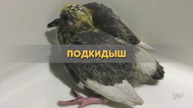Подкидыш. Птенец голубя. Кормление.