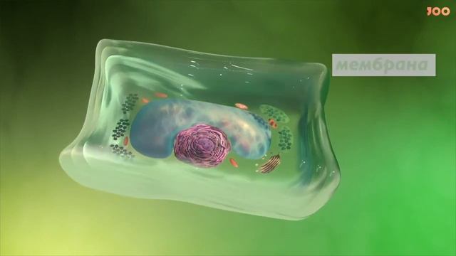 Жасуша неден тұрады? Жаратылыстану 6 сынып #клетки #cell смотреть онлайн