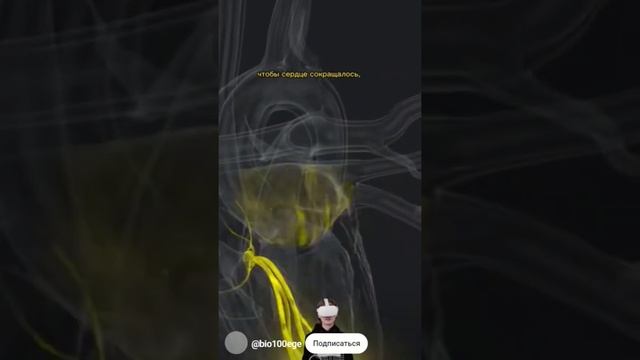 X03182237 Сердце Проводящая система смотреть онлайн