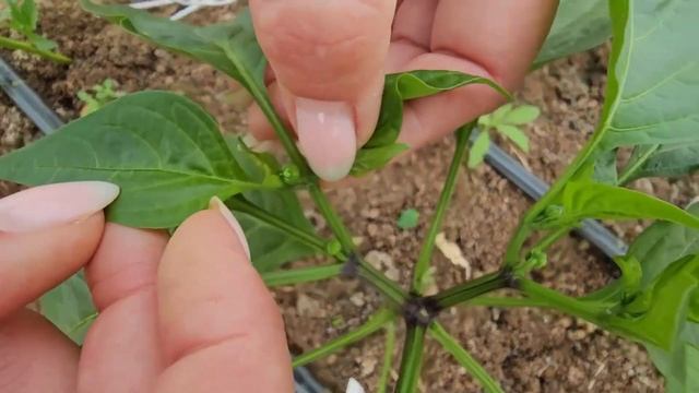 Формирование перца в теплице. Подвязка перца. Как получить больше урожая перцев.
