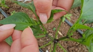 Формирование перца в теплице. Подвязка перца. Как получить больше урожая перцев.