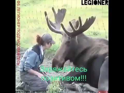 Заряжайся позитивном смотреть онлайн