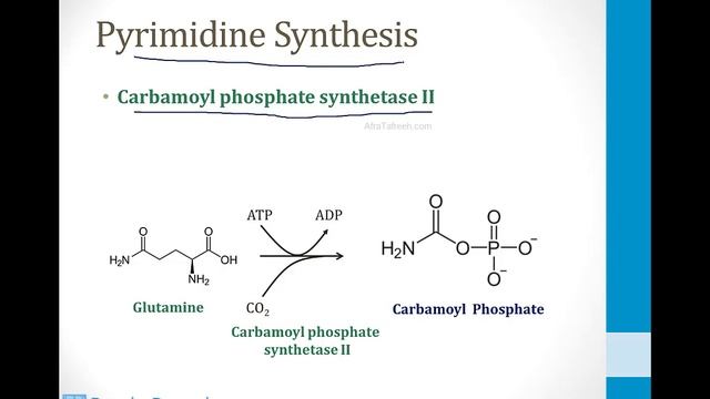 Biochemistry - 3. Amino Acids - 4. Ammonia Atf
