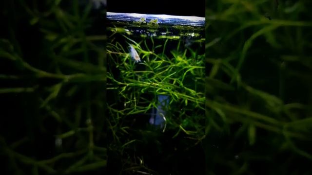 White Pearl Shrimp смотреть онлайн