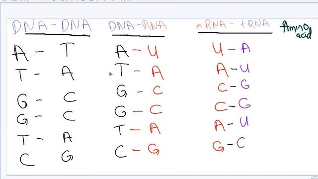 From DNA To Proteins