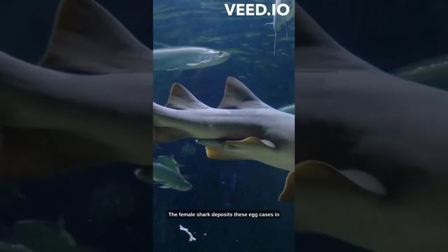 Sharks Reproduction System. смотреть онлайн