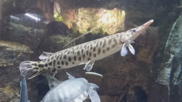 Флоридская панцирная щука смотреть онлайн