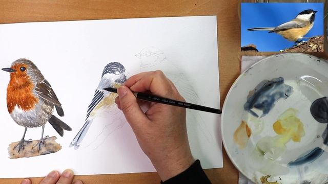 Watercolor Song Birds for Beginners - Paint a Chickadee смотреть онлайн