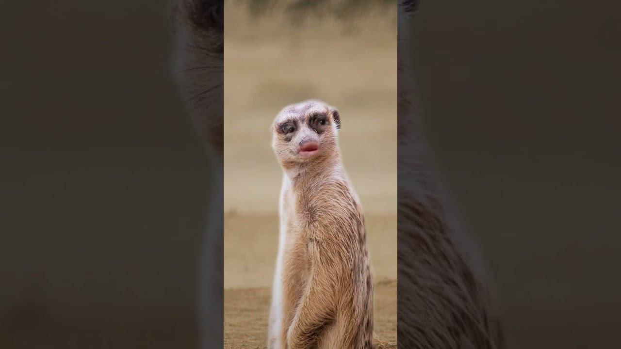 Типичный хардкоршик)))