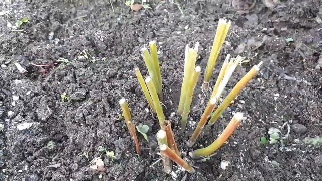 Пионы на зимовку смотреть онлайн