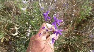 ЖИВОКОСТЬ ПОЛЕВАЯ (ШПОРНИК) -  ЦИСТИТЫ, ПЕРЕЛОМЫ, ОСТЕОХОНДРОЗ. Серия "Фиолетовые Травы", видео #1.