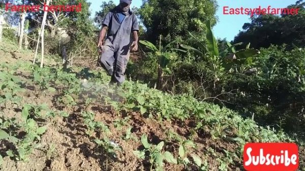 how to apply diazinon #insecticides