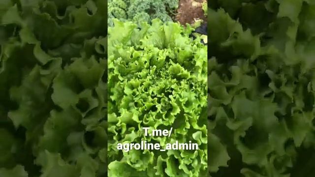 Salat kochatlariga buyurtma qabul qilamiz смотреть онлайн