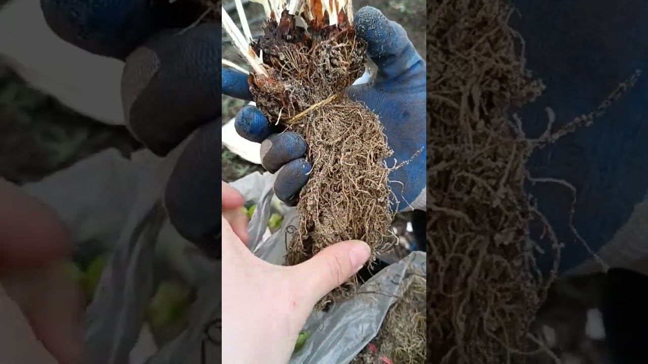 Клубника фриго получили. Обзор корневой #shots смотреть онлайн