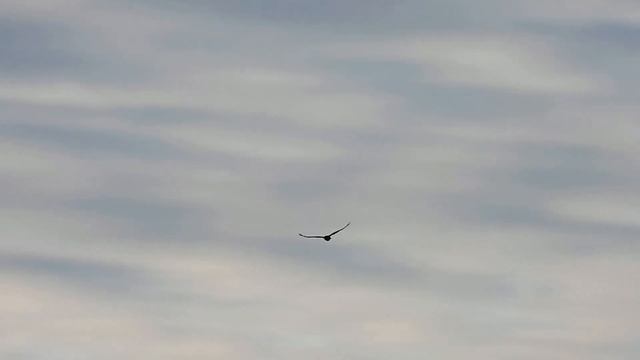 №4116 27 09 2023 Голос и полет ворона смотреть онлайн