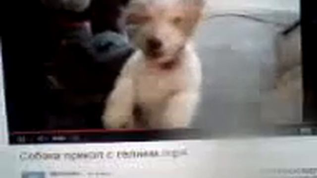 На собаку дуют гелием смотреть онлайн