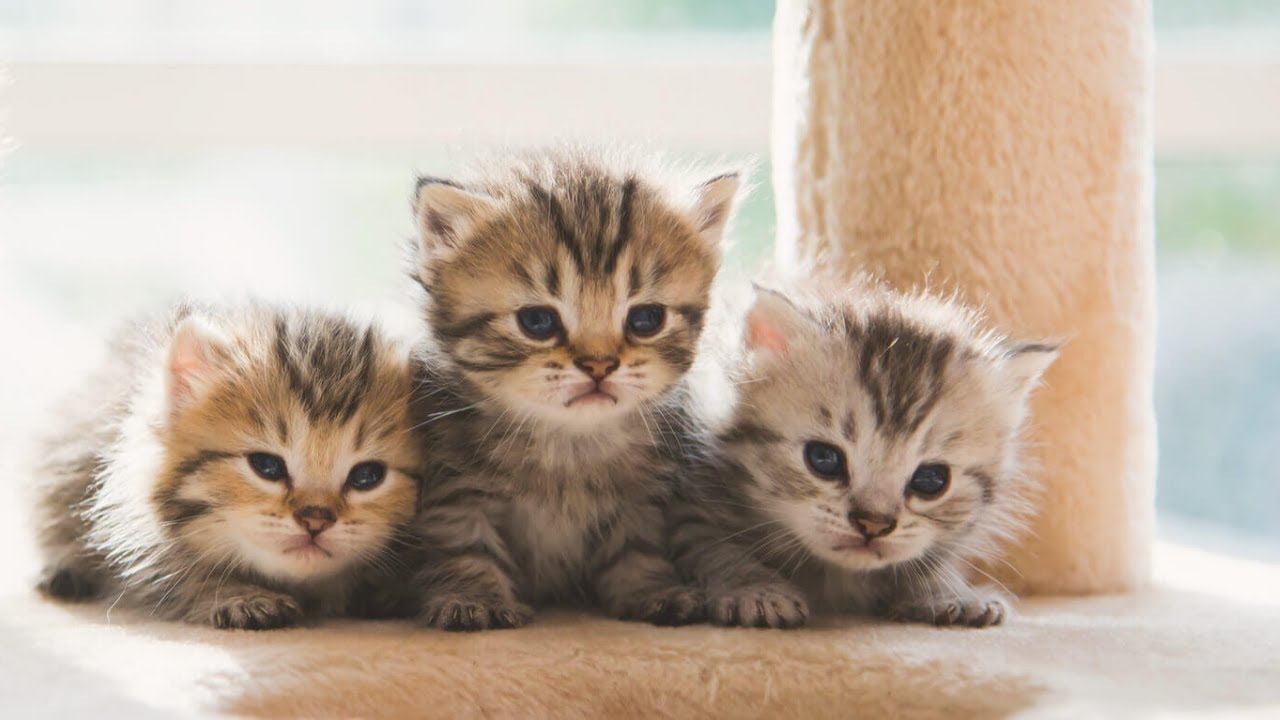 Котята в добрые руки. Котятам нужен дом. Отдам котят в хорошие руки. Воронеж смотреть онлайн