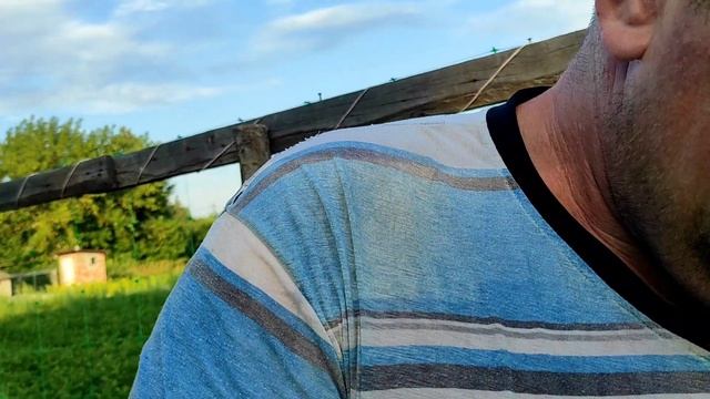 Собираю огурцы, можно вносить удобрения! смотреть онлайн