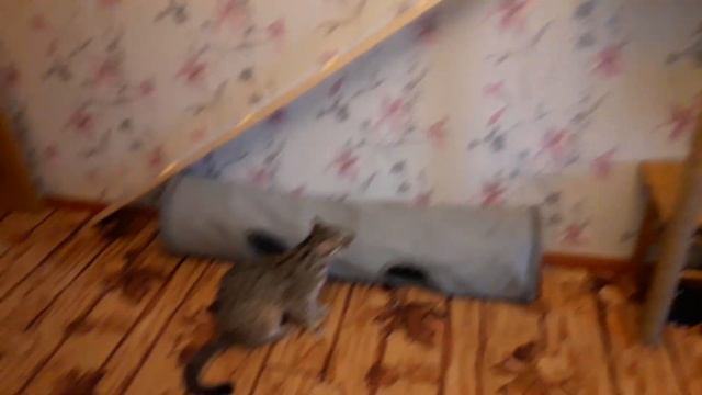 ДАЛЬНЕВОСТОЧНЫЙ КОТ ОСВАИВАЕТ НОВЫЙ КОМПЛЕКС смотреть онлайн