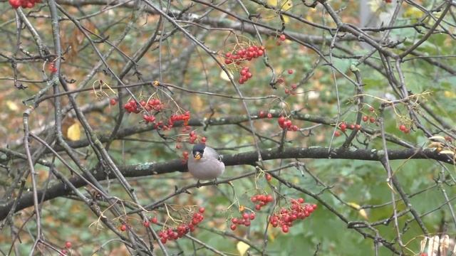 Female bullfinch eating rowan berries in Saint-Petersburg, Russia, october 2016 смотреть онлайн