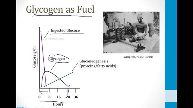 Biochemistry - 2. Metabolism - 4. Glycogen atf смотреть онлайн