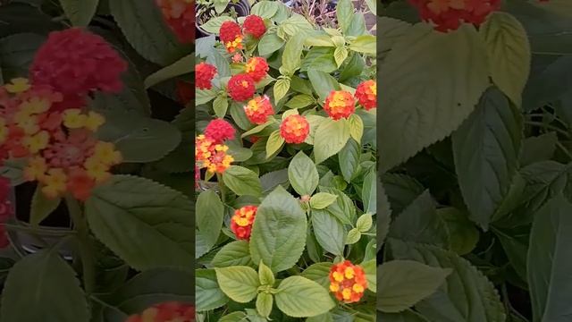 Красная лантана, как-же она красива 😍 смотреть онлайн