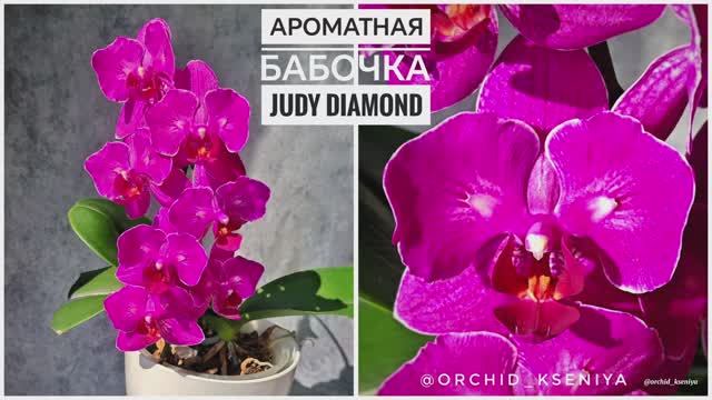 Phal. Judy Diamond 💕 Домашнее цветение ароматной голландской орхидеи бабочки | Обзор сорта 🌸 смотреть онлайн
