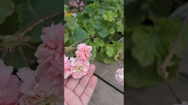 Сравнение сортов Юв Баронесса  и шик Глория