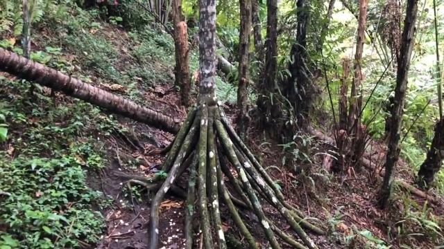Jardin Botanico And Mariposa Center Armenia Colombia (1)
