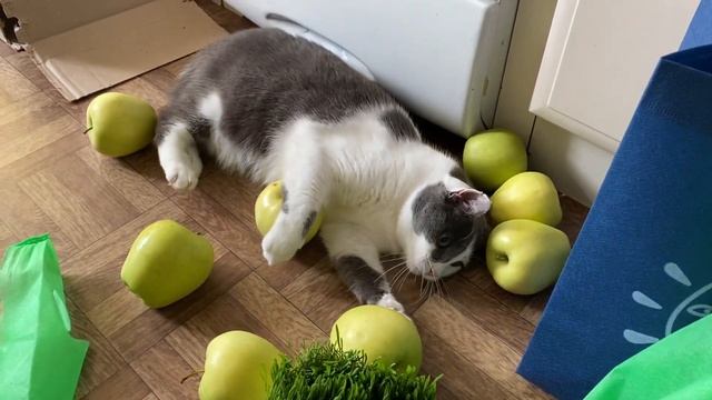 Авитаминоз) Смешные коты 🐈