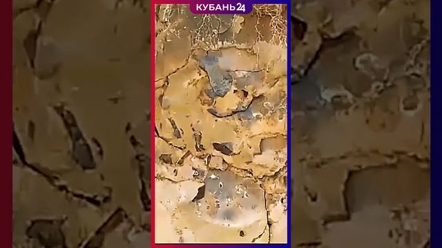 Окаменелый скелет древнего кита нашли Темрюкский район).