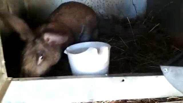 Плодятся и плодятся, 🐶🐩 смотреть онлайн