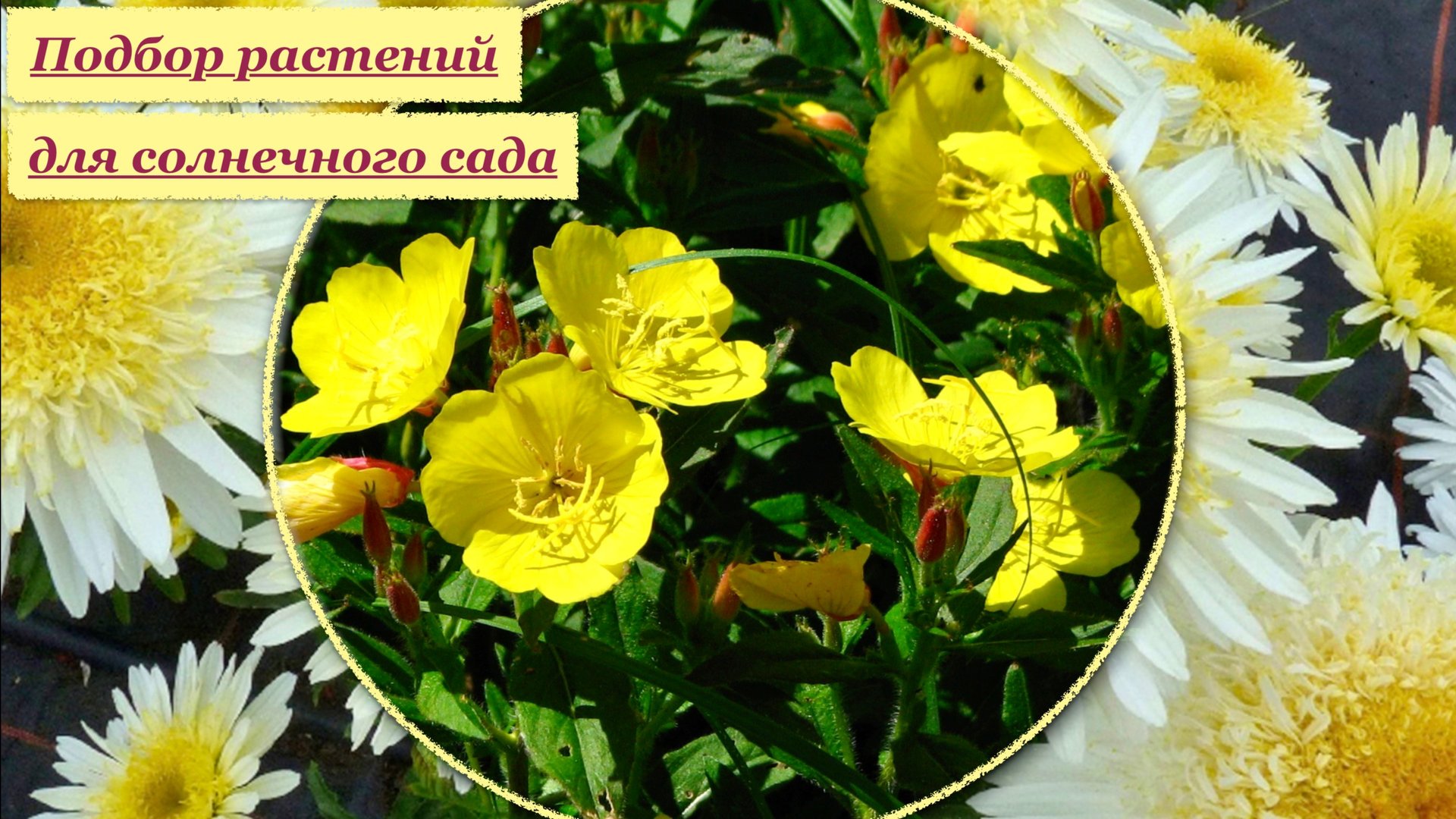 Солнечный сад. Многолетние растения для сада в желтых тонах. смотреть онлайн
