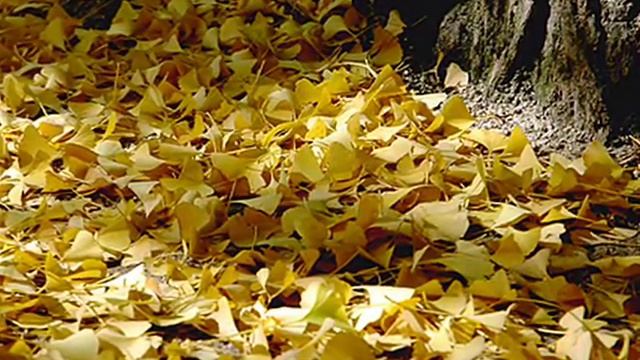 Ne brani menia, rodnaia смотреть онлайн