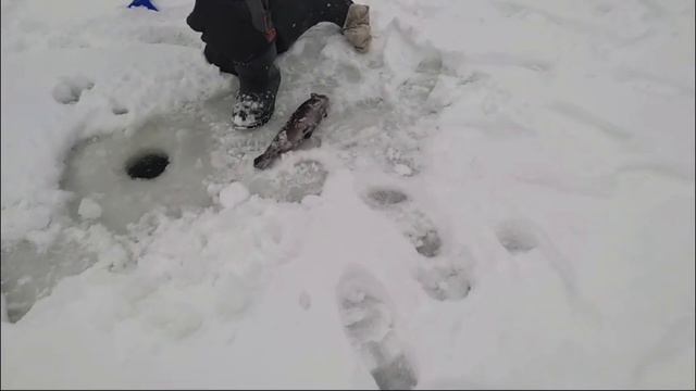 15-12-2024 смотреть онлайн