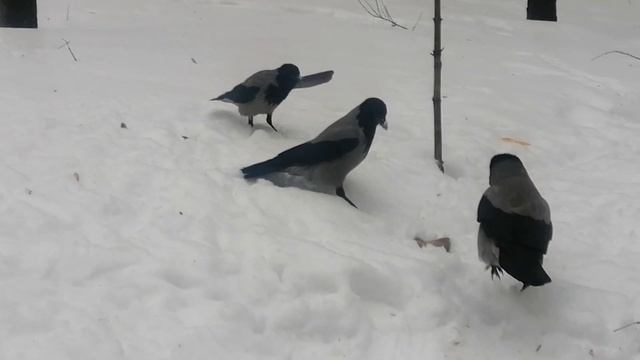 Весна пришла? Босс снял штанишки #вороны / Spring is here? Boss crow took his pants off смотреть онлайн