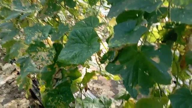 Повышаем устойчивость к болезням с помощью корнестимулятора смотреть онлайн